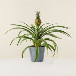 Bromelia Ananas