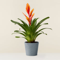 Bromelia Vriesea orange