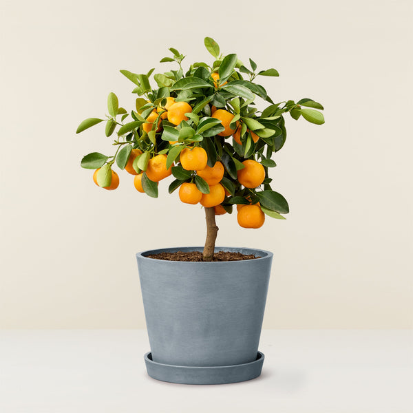 Calamondin