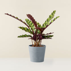 Calathea Lancifolia