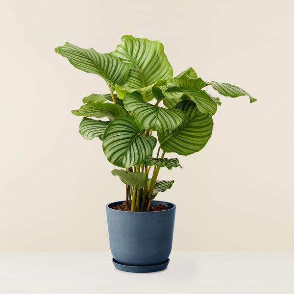 Calathea Orbifolia XL