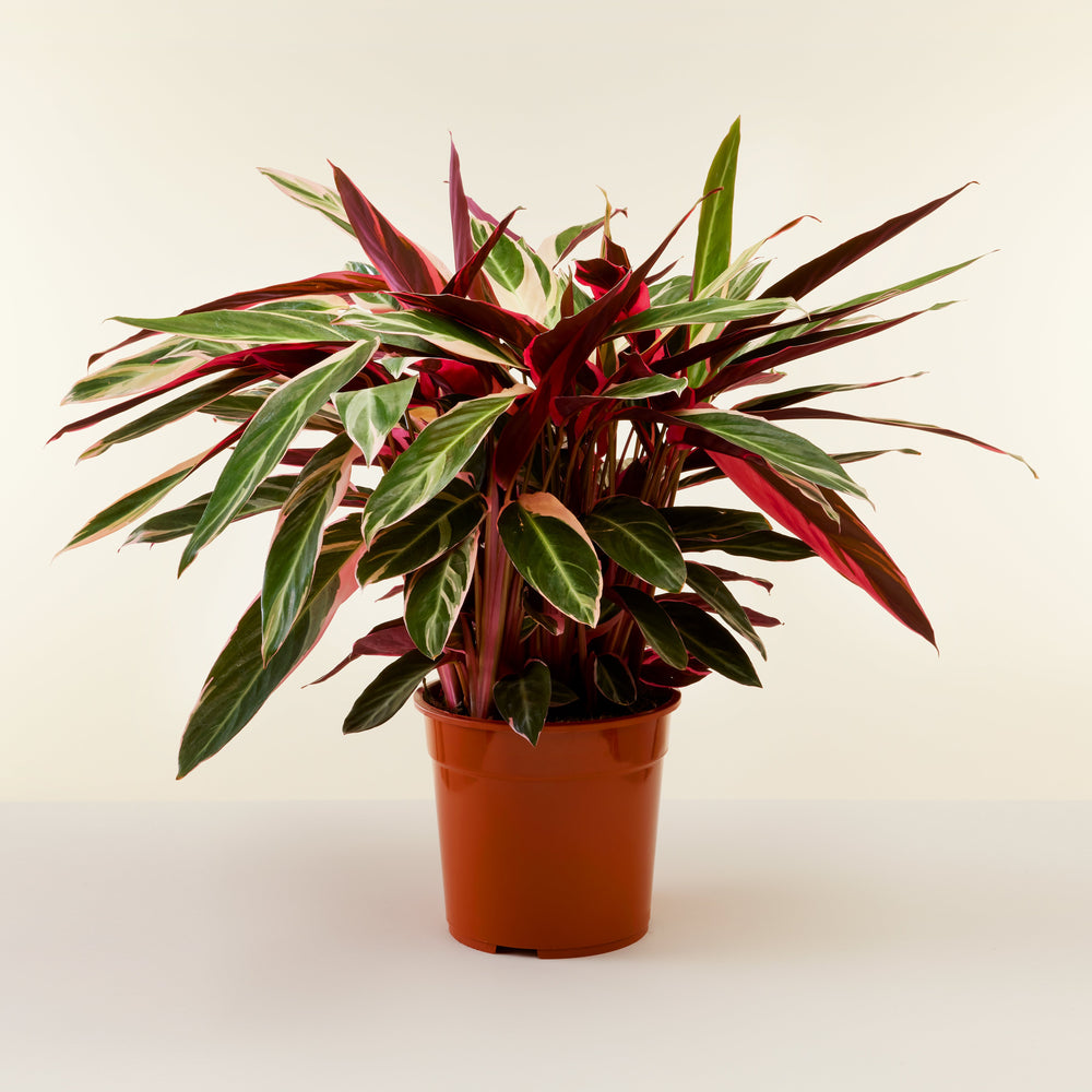 Calathea Triostar