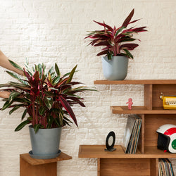 Calathea Triostar