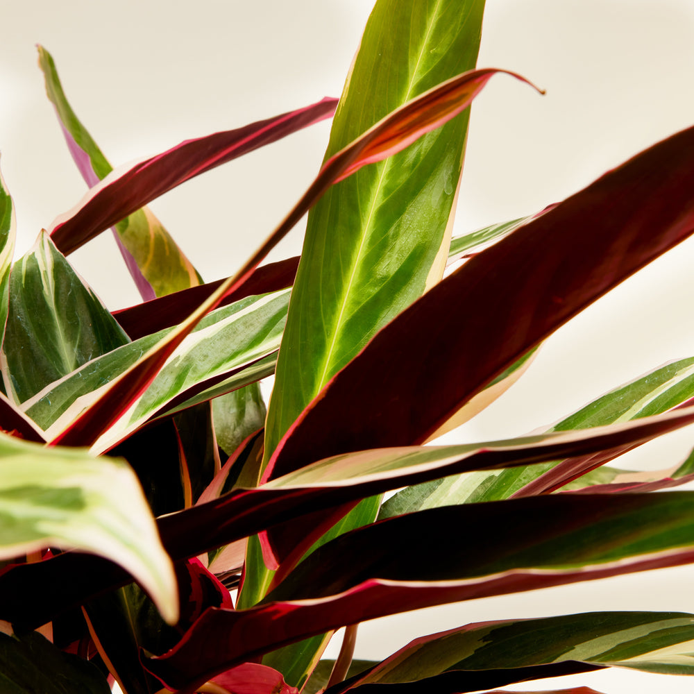 Calathea Triostar