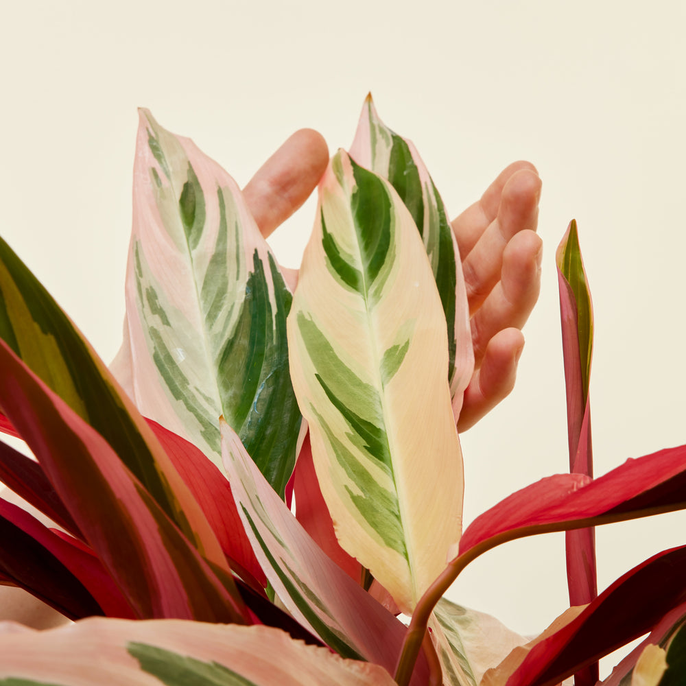 Calathea Triostar