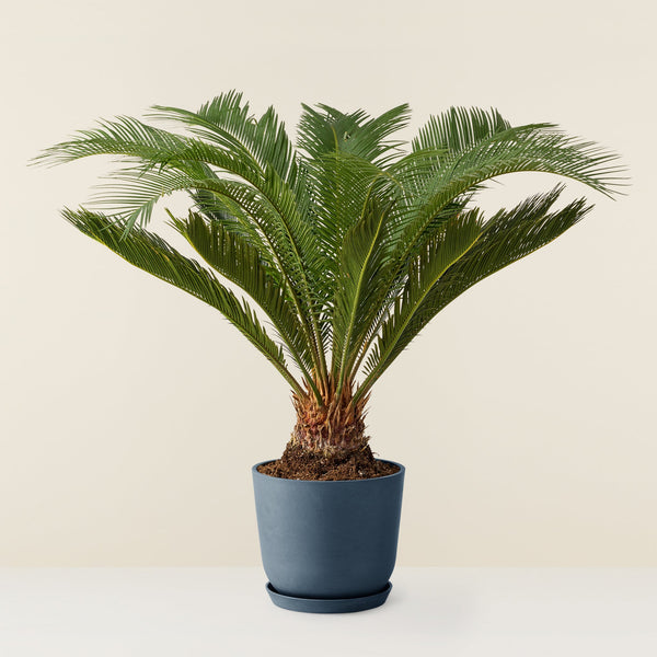 Cycas revoluta