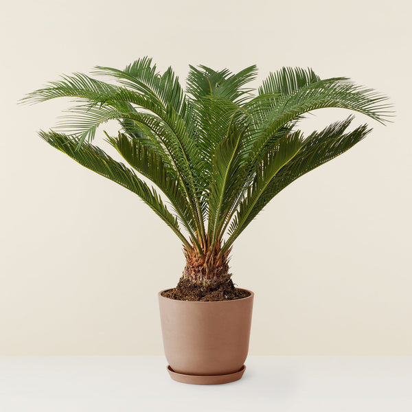 Cycas revoluta