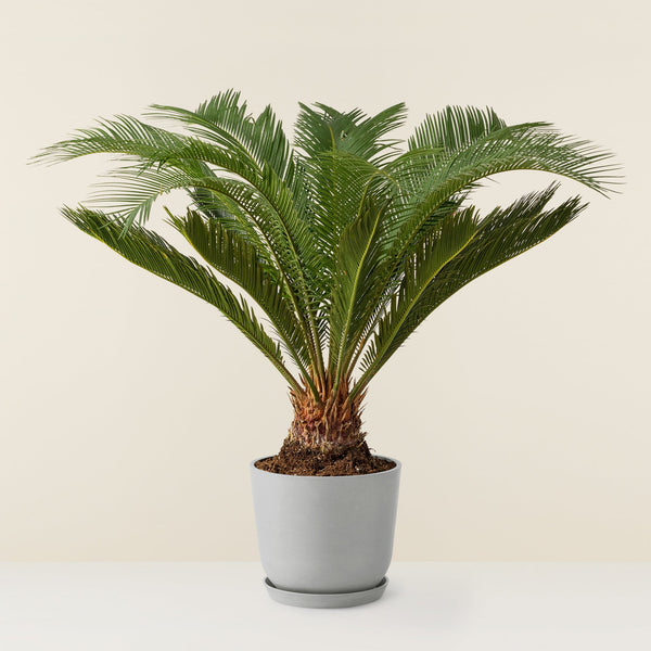 Cycas revoluta