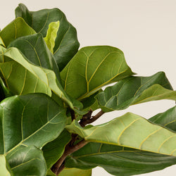 Ficus lyrata