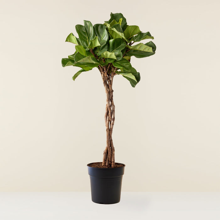 Ficus lyrata  - Non rempoté