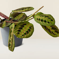 Maranta leuconeura (gebedsplant)