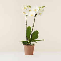 Orchidée blanche Phalaenopsis (papillon)