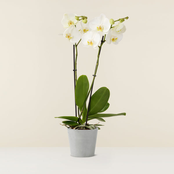 Orchidée blanche Phalaenopsis (papillon)