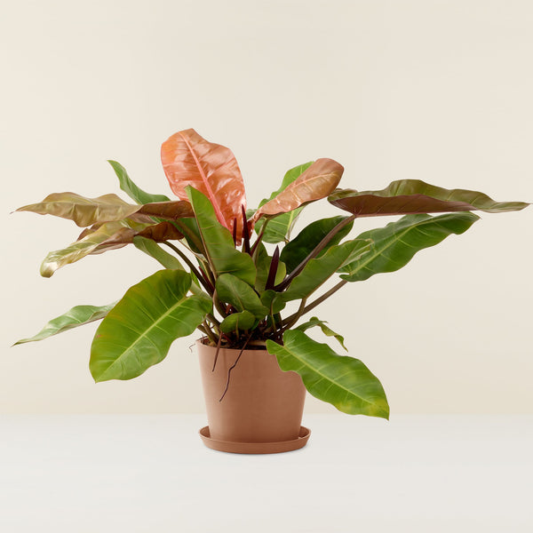 Philodendron, Prince of Orange