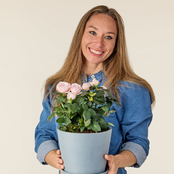 Rosier rose en pot 