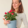 Rosier rouge en pot