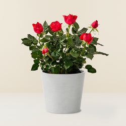 Rosier rouge en pot